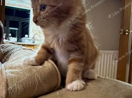 Maine coon x Turkish angora