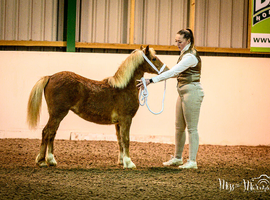Stunning section a filly
