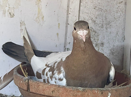Meuluman chocolate racer pigeons for sale in Birmingham