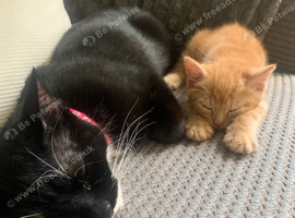 1 GINGER KITTEN AVAILABLE !!!