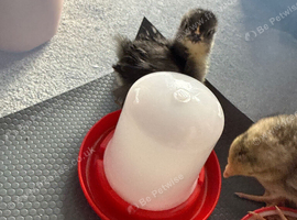Baby chicken