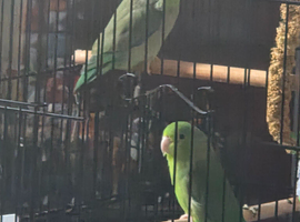 Two parralets normal green