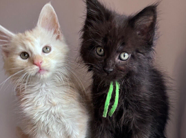 Big Ears & Fluffy Coats &ndash; Maine Coon Kittens Ready Now