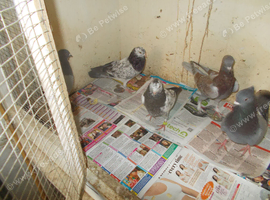 HIGHFLYS FOR SALE..