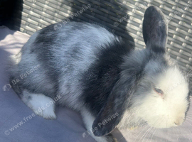 bunny for sale