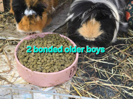 Guinea pigs for sale