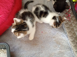 Kittens ready to leave