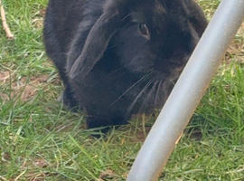 Open to offers. - female lop for sale