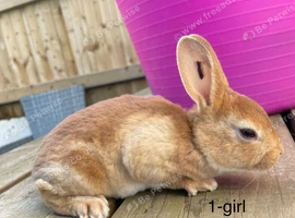 ️️4 week old mini Rex️