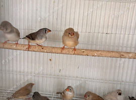Zebra finch