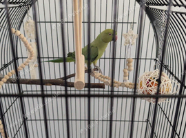 Indian ringneck with full cage setup