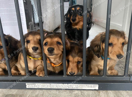 4 miniature Longhaired dachshund