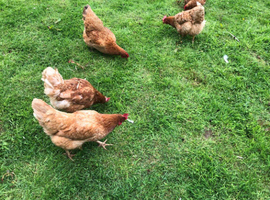 Chickens available