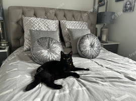 Black male cat very affectionate