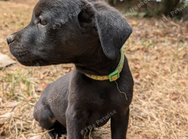Labrador x rottweiler pups