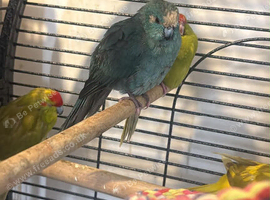 Blue adult kakariki