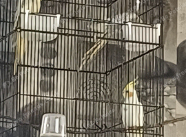 3 young cockatiels
