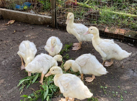 Cherry wally duckling