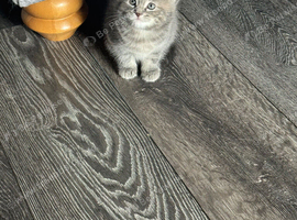 Super cute kittens