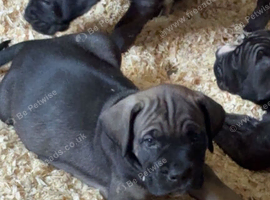 Beautiful Cane Corso X Presa Pups