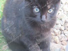 PRETTY FARM REARED TORTOISESHELL KITTEN