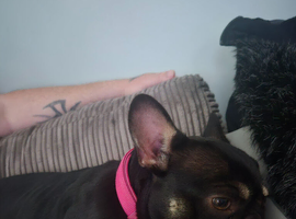 Kc registered french bulldog
