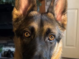 German Shepherd