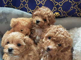 BEAUTIFUL F.1.B PUPPIES