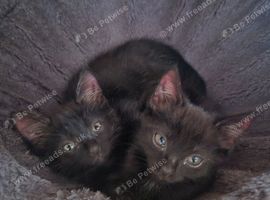 2 black kittens. Male and female