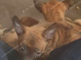 Bullherderx dutch shepards