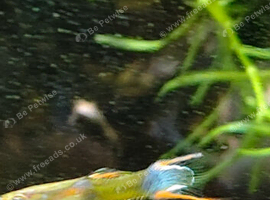 Endler's livebearer