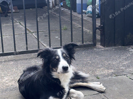 1 year old female border collie