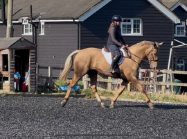 PONIES AND HORSES WANTED HASSLE FREE NO TBS