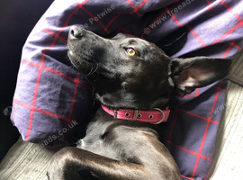 Belgian Malanois X Labrador
