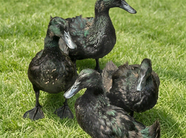 Pair of cayugas (1m 1f)