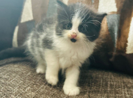 Turkish Angora mixed Kittens available