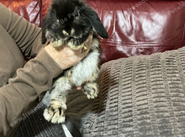 Mini lop