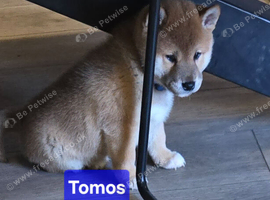 Gorgeous Shibas