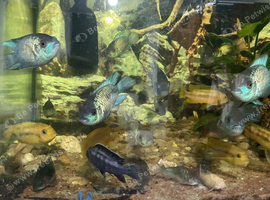Electric Blue Acara