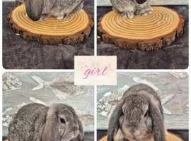 Stunning bunnies ready this weekend