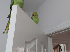 Pair of ringneck