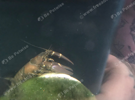 Maine lobster