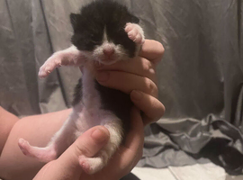 2 kittens