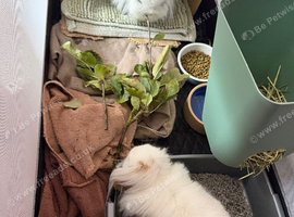 2x 10 month mini lion lops indoor rabbits