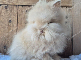 Beautiful  little lion head buck.