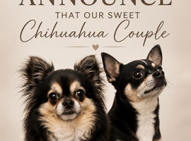 Beautiful Smooth Coat Chihuahua Boys Available for Reservation