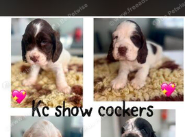 Beautiful full show cocker spaniels