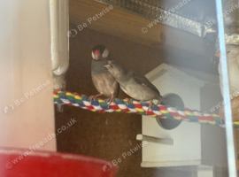 Finches