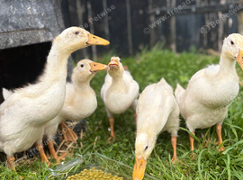 Established Free Range Flock