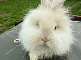 Angora mini lion lop mixed breed